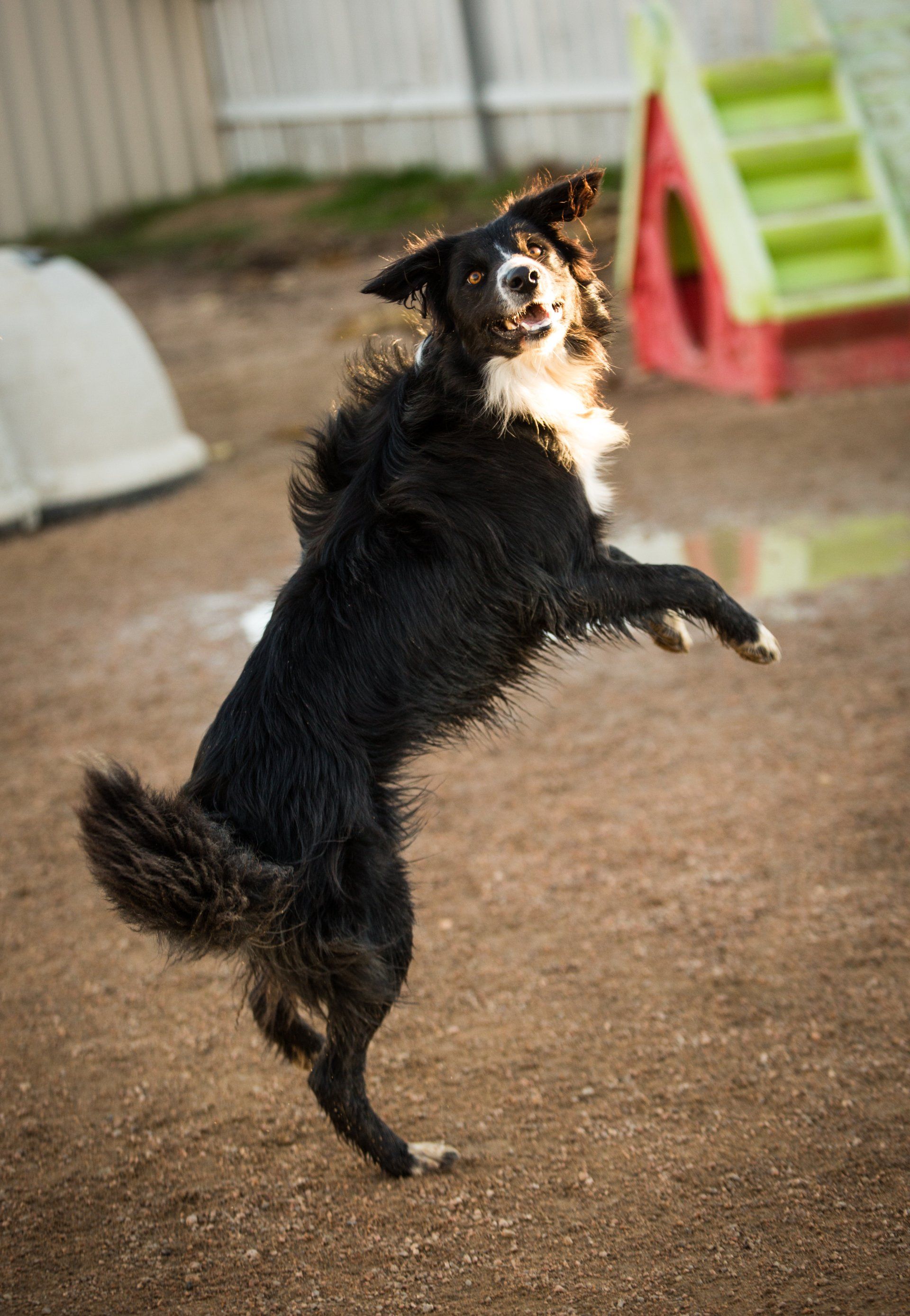Border Collie leaping in air