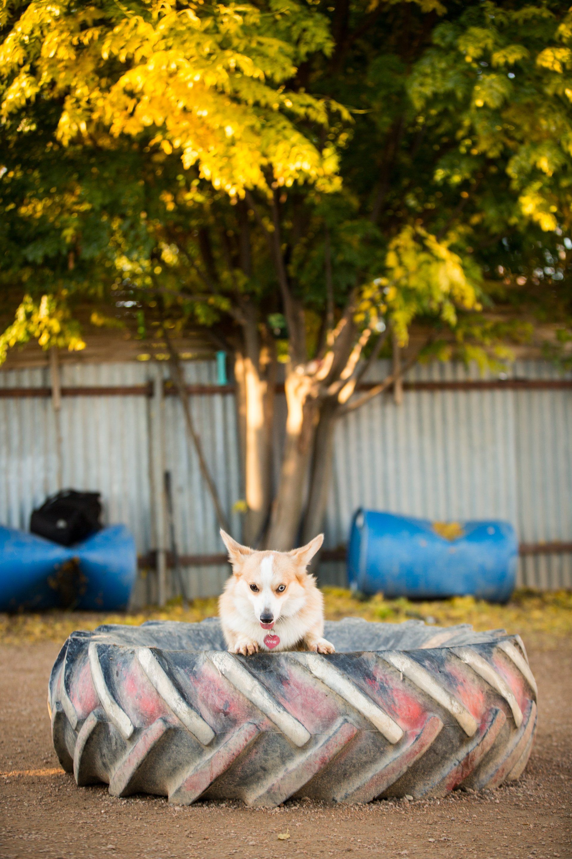 Corgie on play equipment at dog education centre