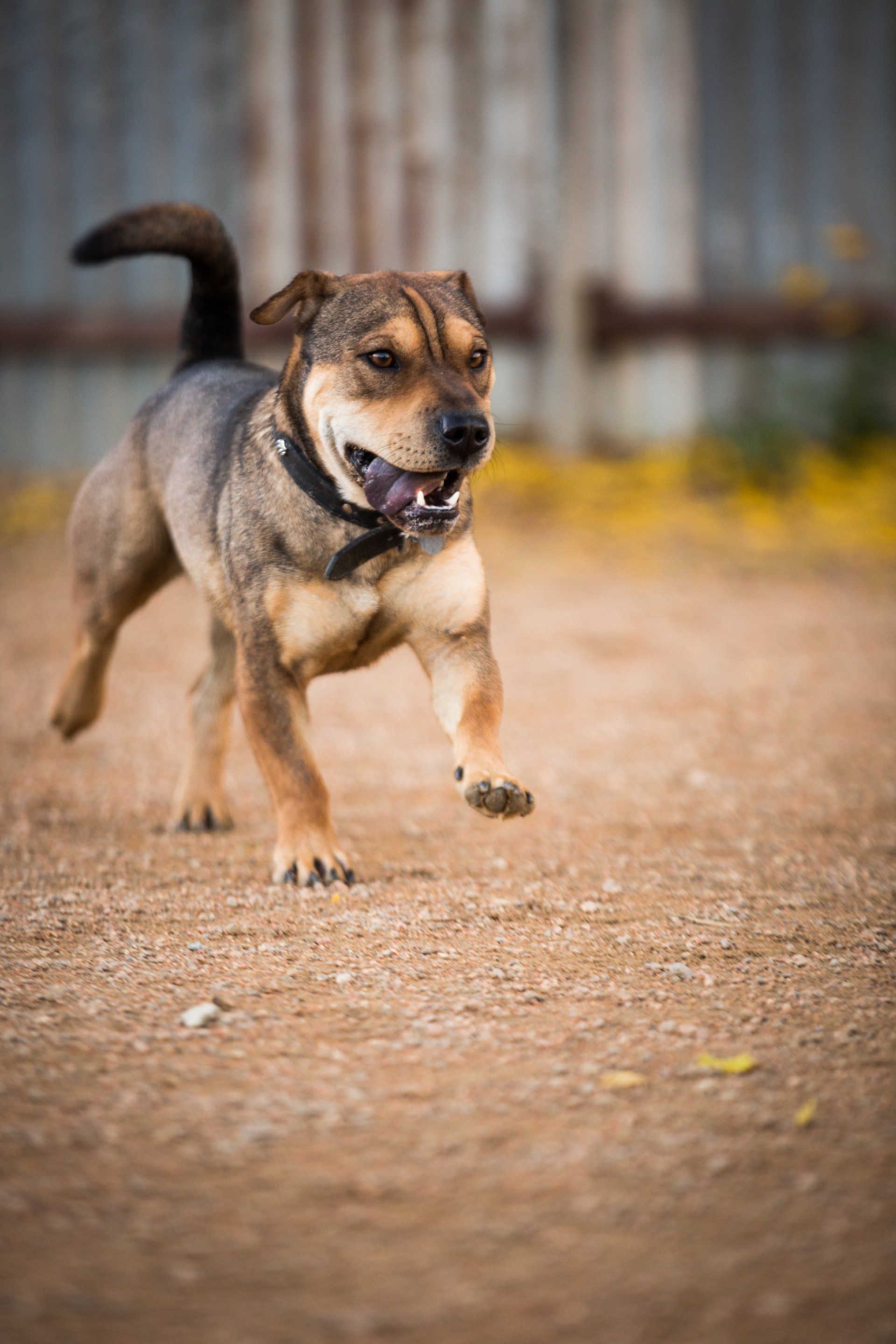 Dog running at Dog Education Centre