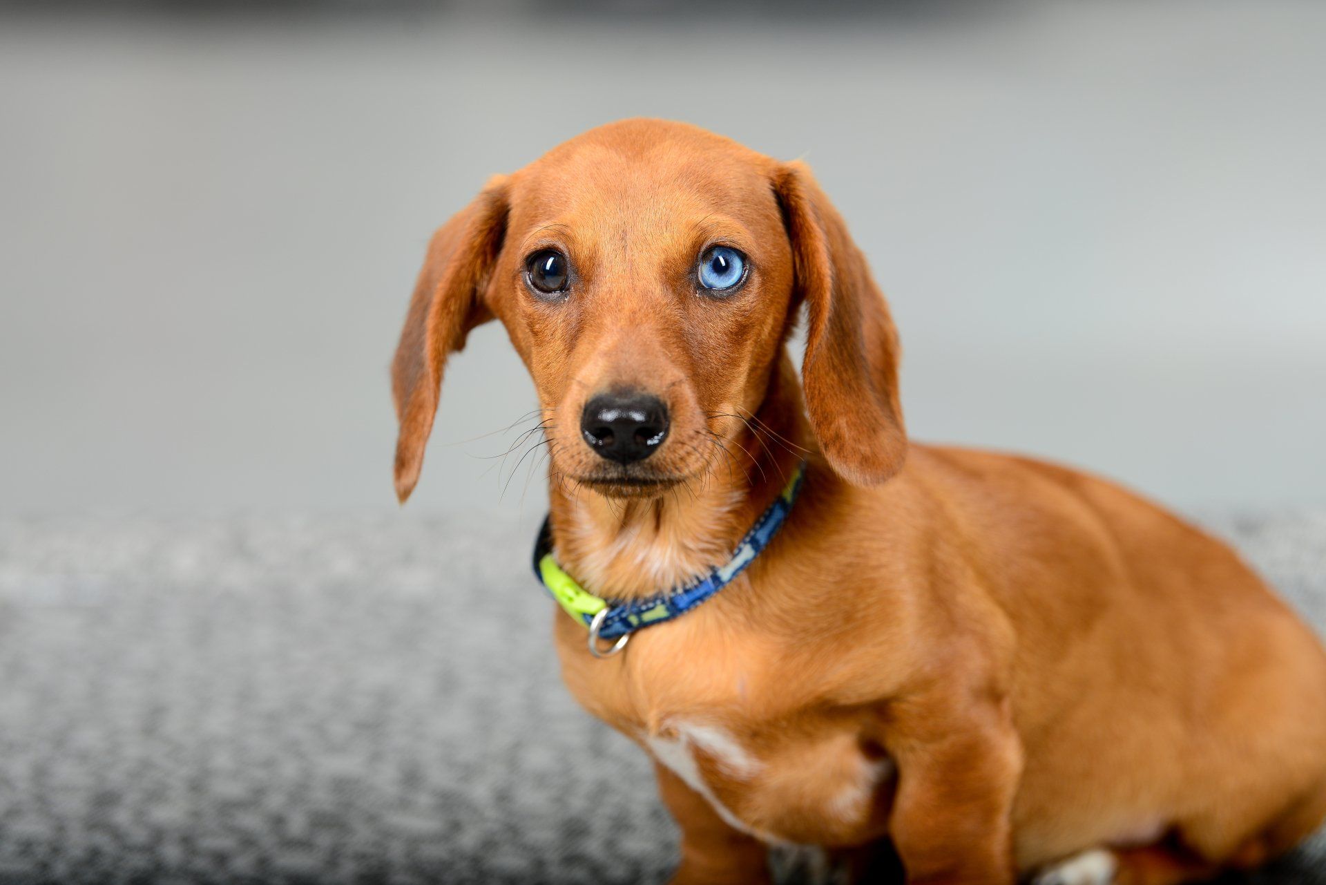 Dacshund at Dog Education Centre