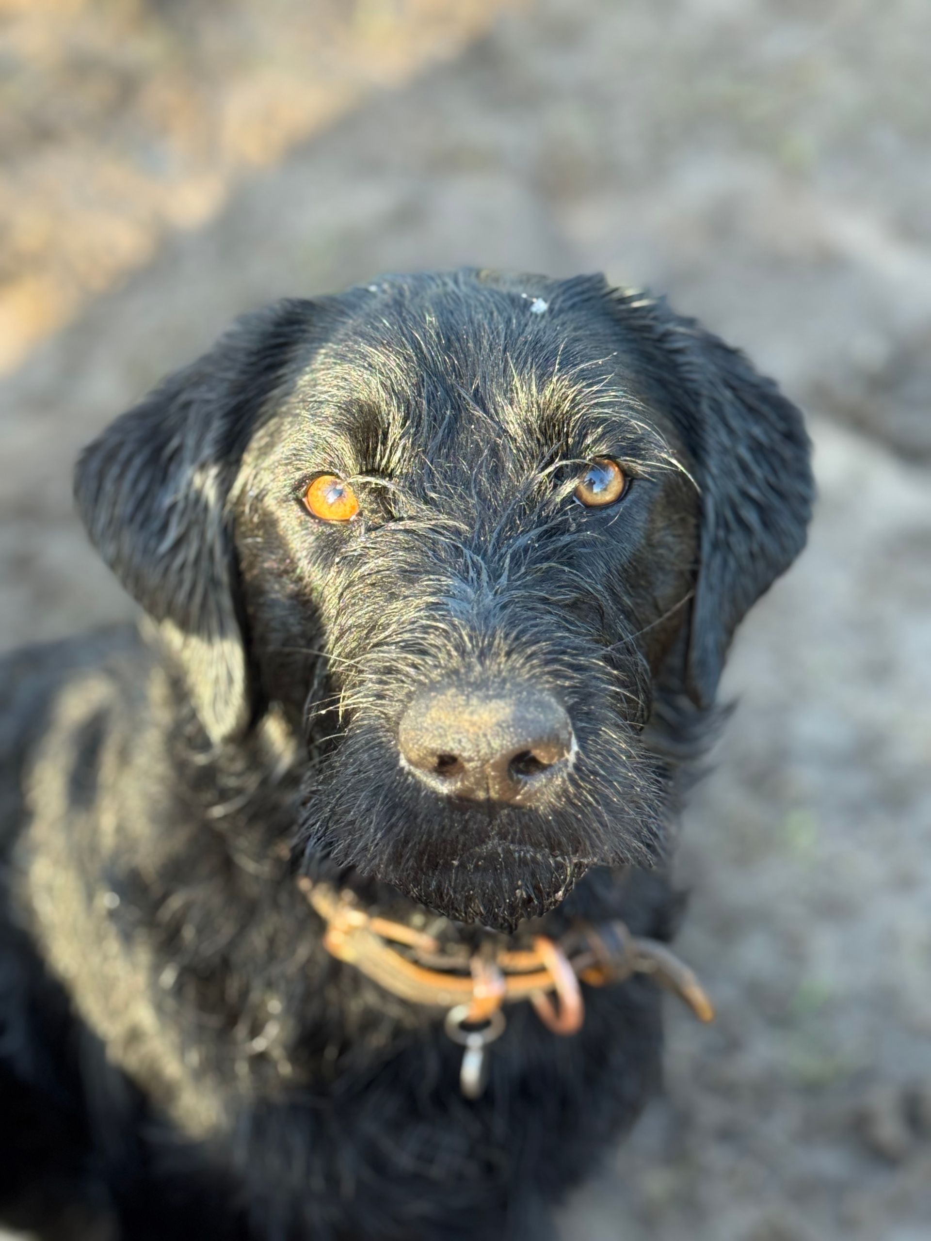 Black Labradoodle having fun at dog daycare wodonga