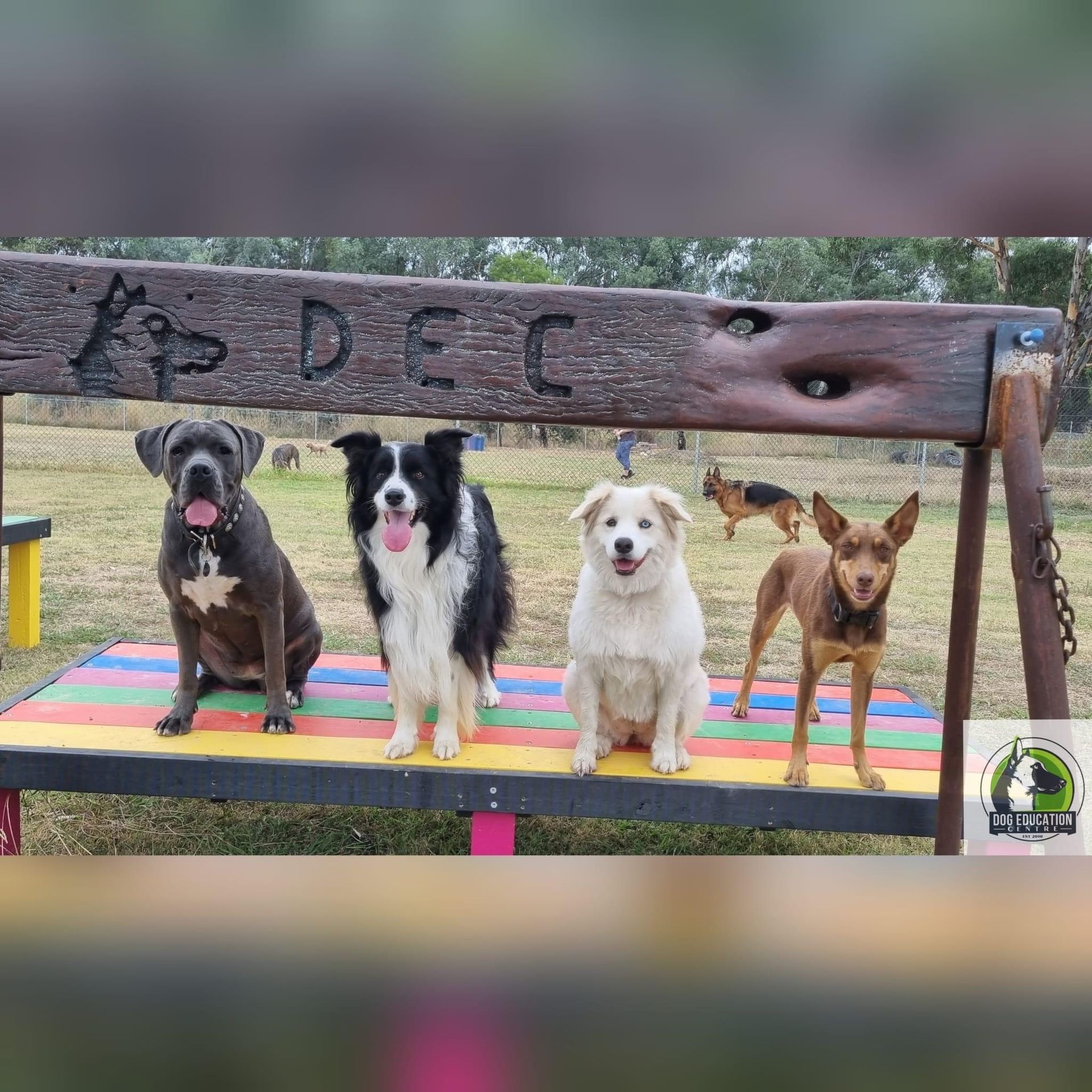 Group of happy dogs at Dog Education Centre