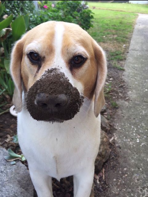 Muddy Beagle at Dog Education Centre
