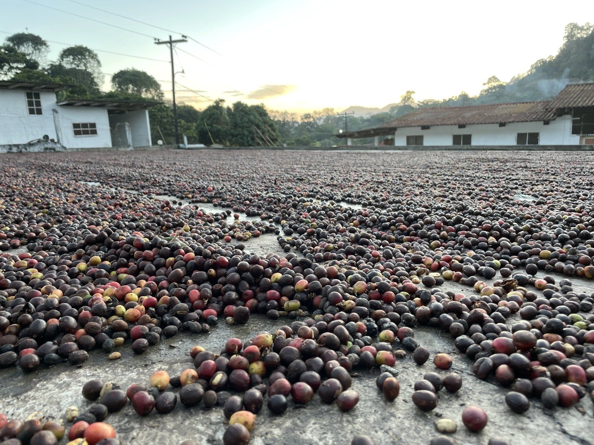 Monte Vista Coffee Will Be Joining Us June 24th