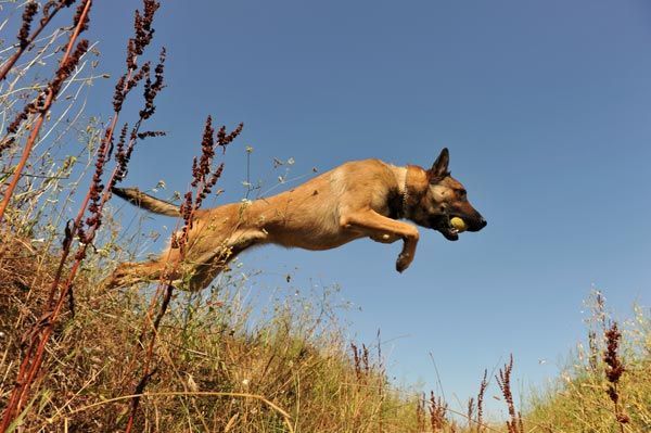 Detección canina