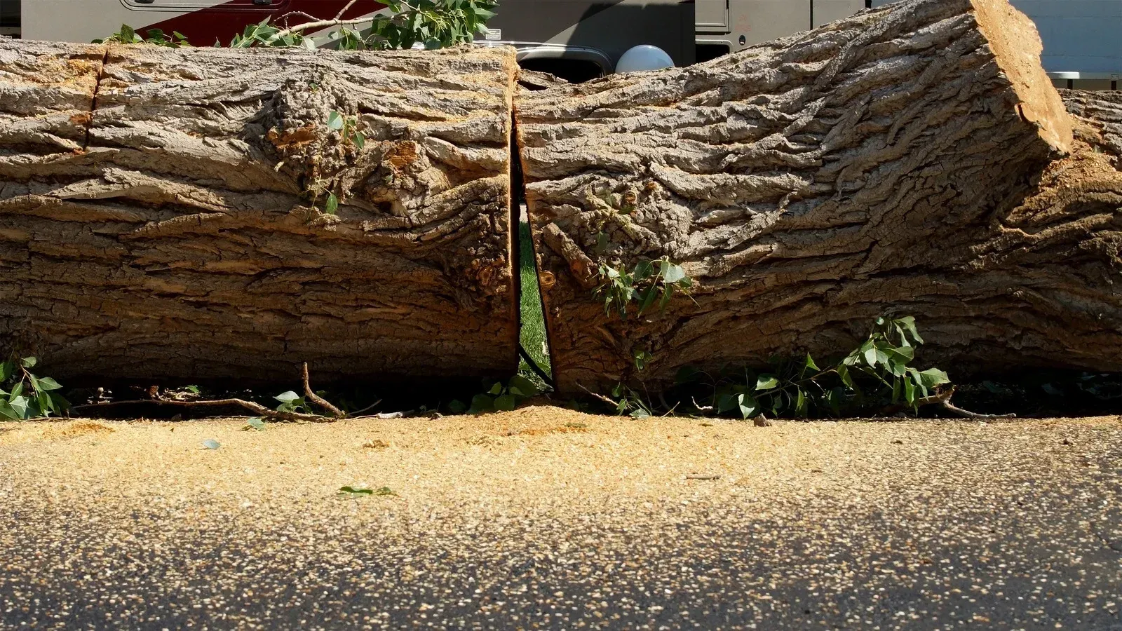 Large log blocking a road, with a narrow gap between cut wood sections and sawdust on the ground