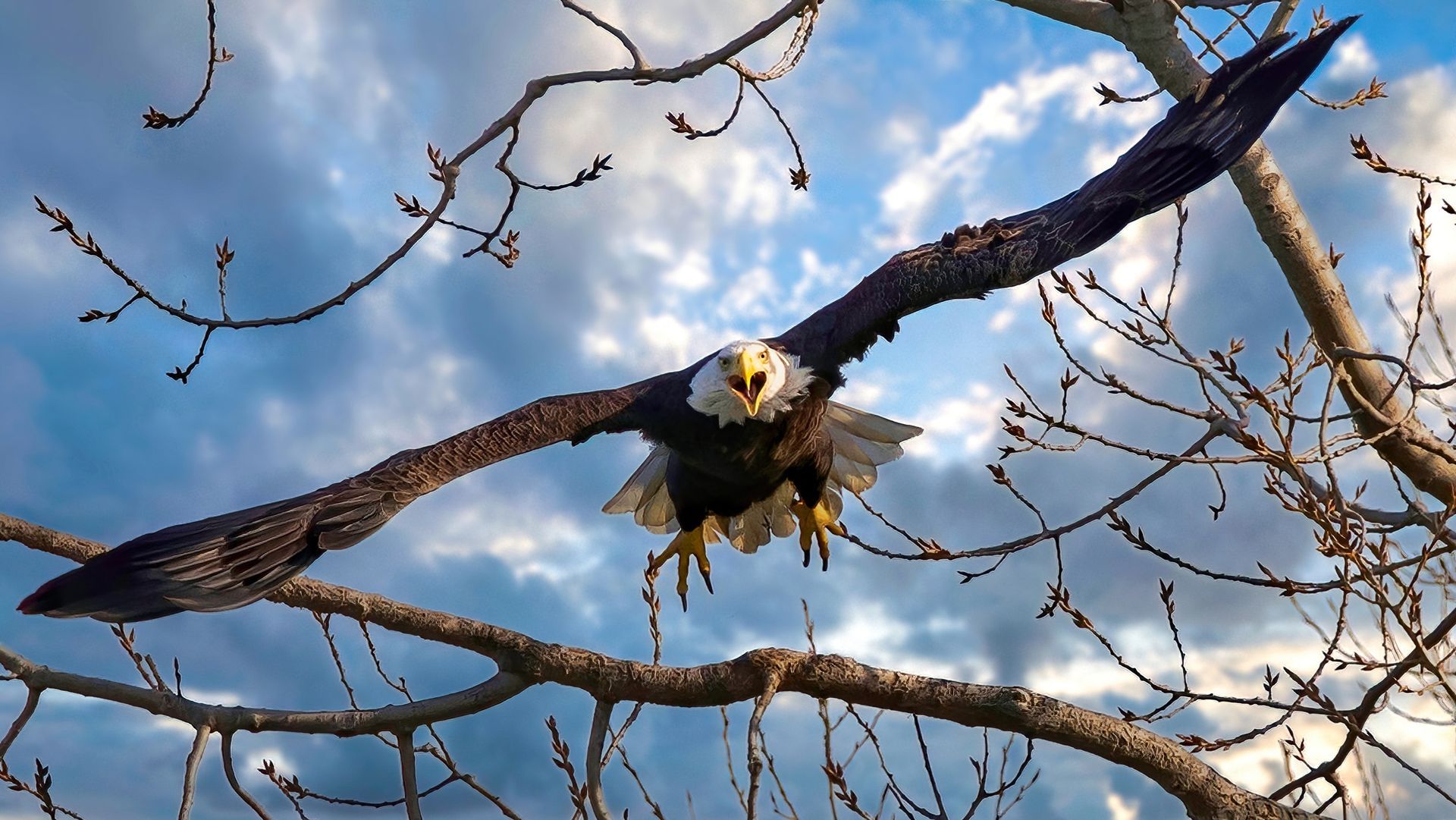 Aggressive Eagle