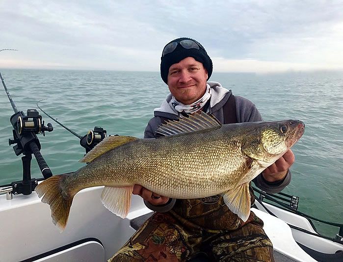 Multiple walleye caught on a trip