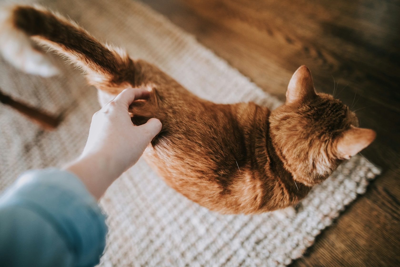 A photo pf a woman petting an orange cat.
