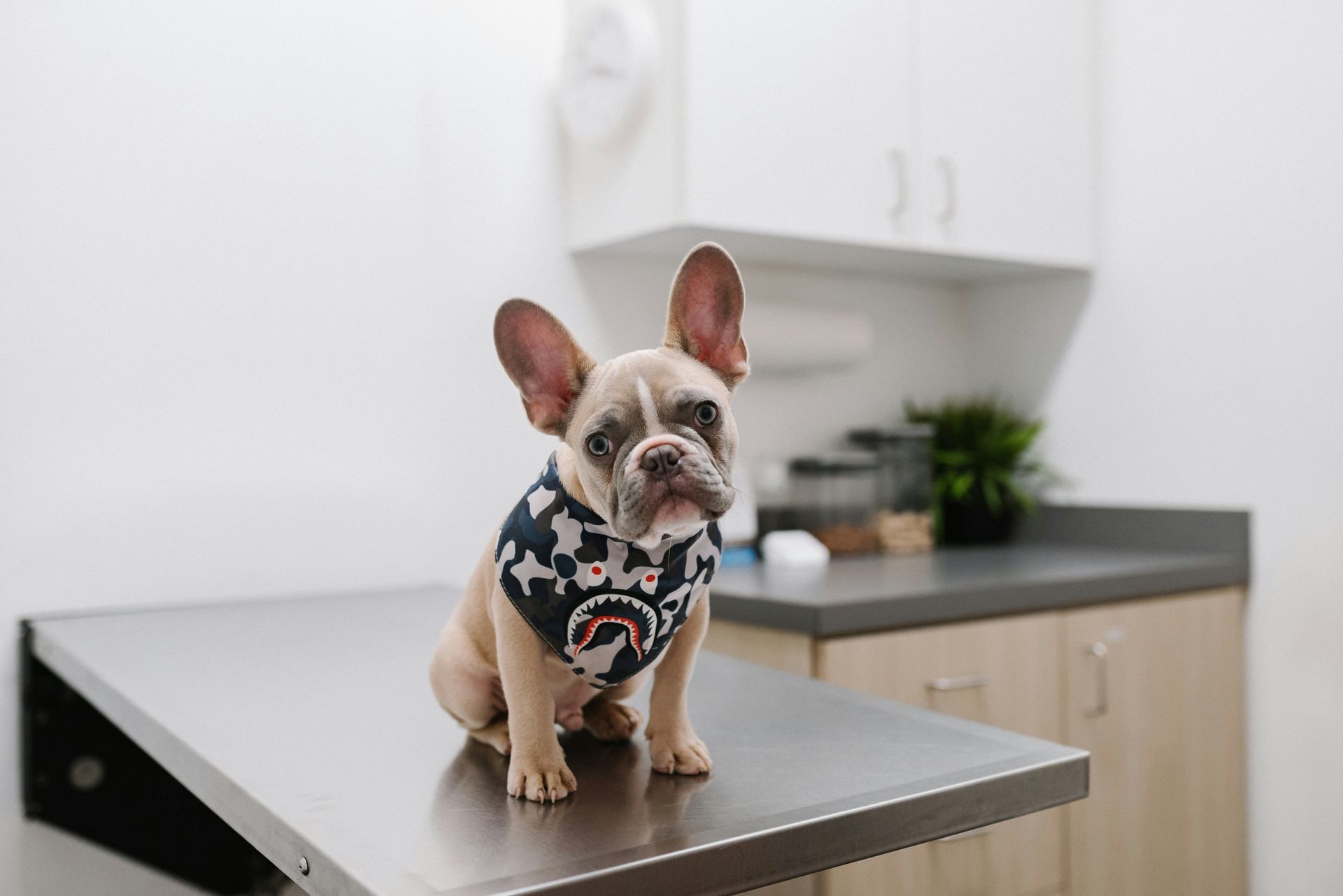 A calm, happy dog at home with its owner