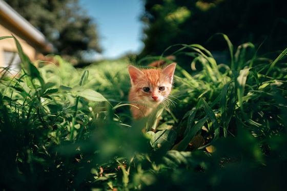A little kitten walks through tall grass with a house in the background.