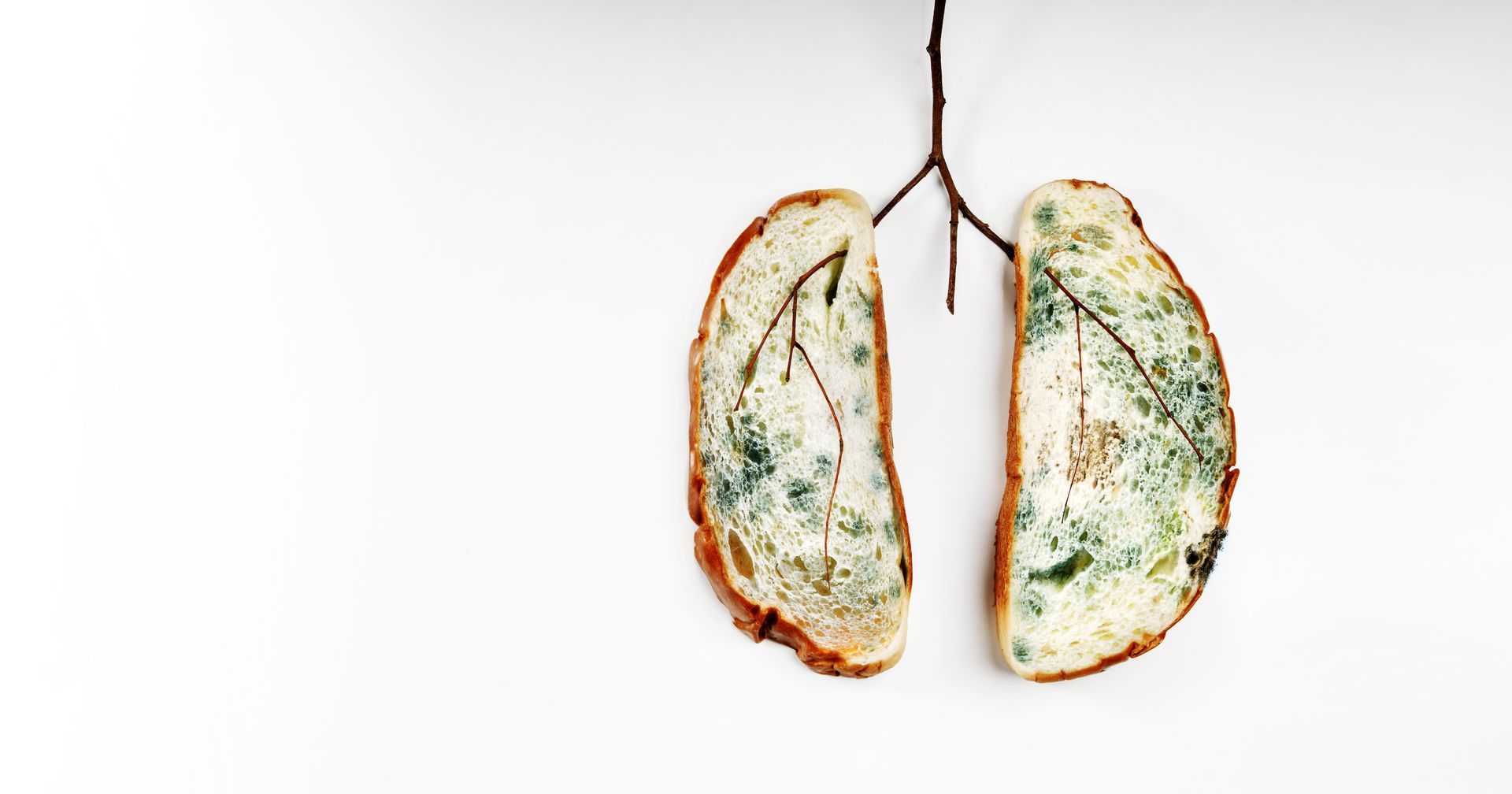 The Hidden Dangers of Mold: A Threat to 1 in 5 UK Homes