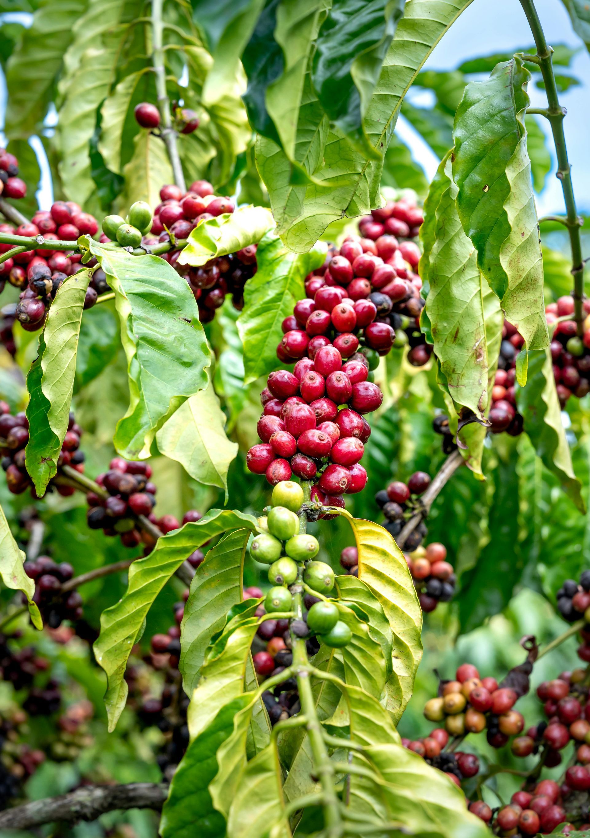 Coffee cherries ripening on branches among glossy green leaves in a lush plantation