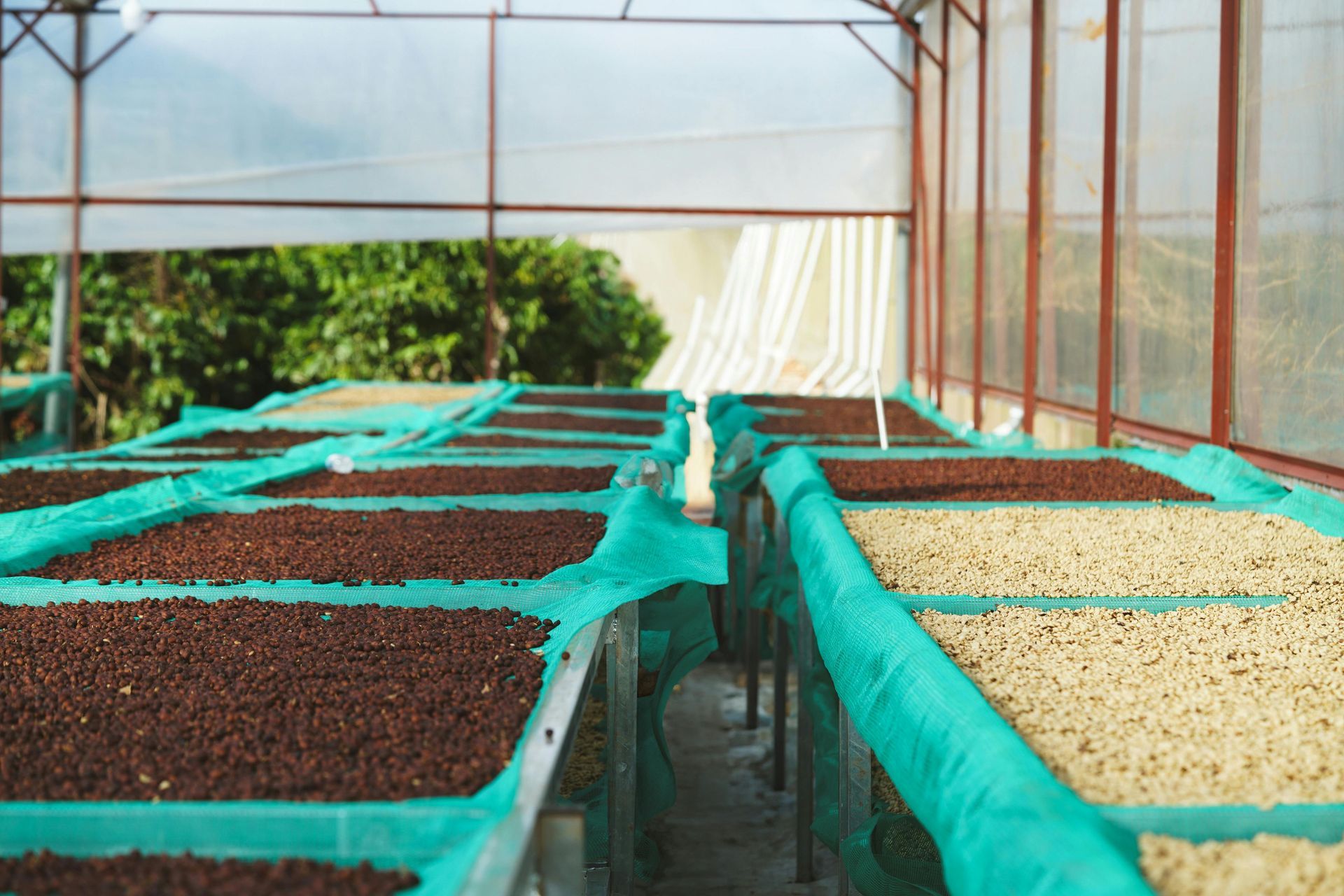 Beans drying on trays inside a greenhouse with green netting and sunlight filtering in