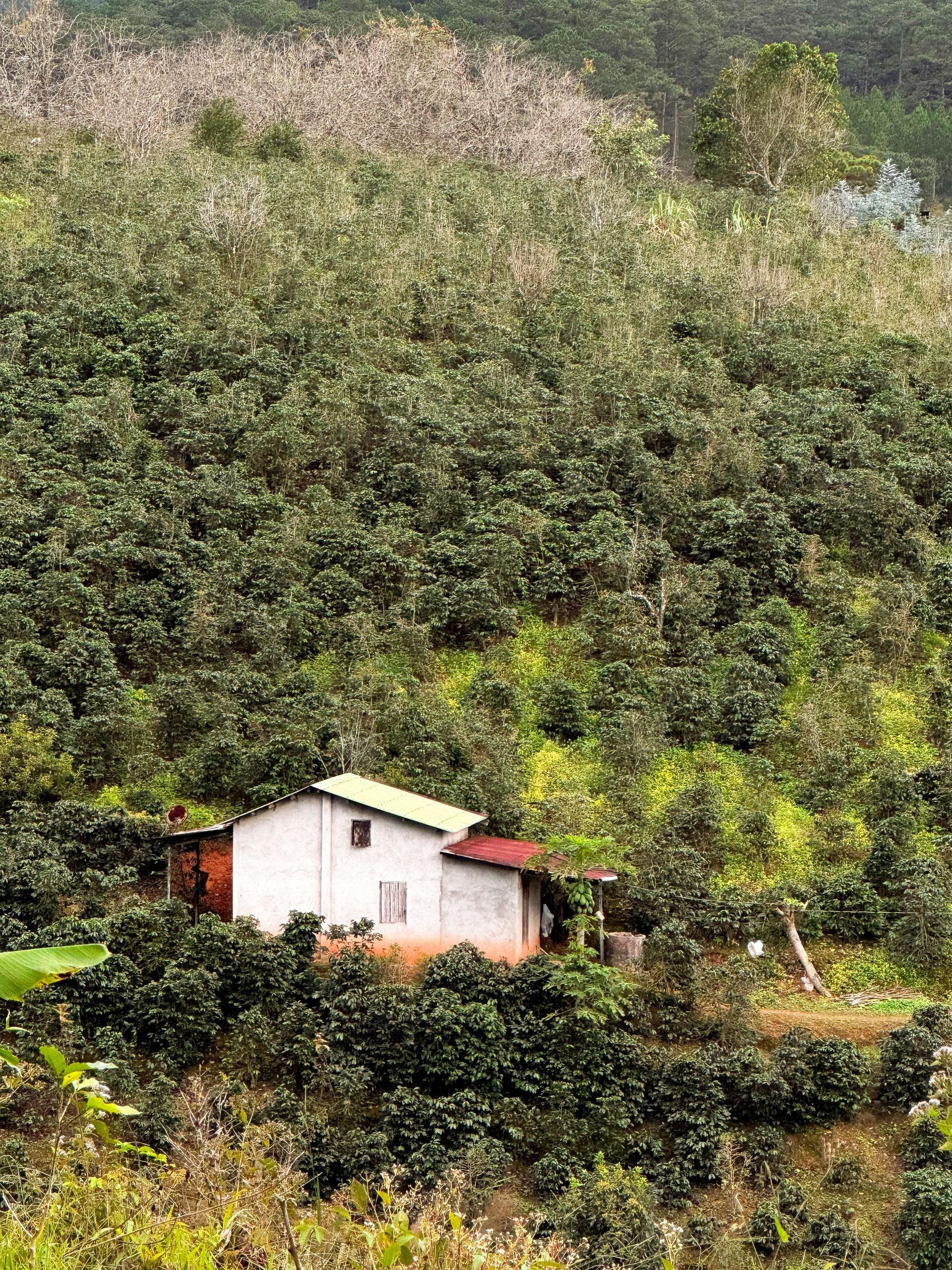 Small white house with a red roof nestled among dense green trees on a hillside