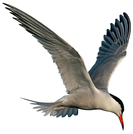 Seabird in flight with wings extended, diving towards the water, white and gray plumage, black cap.