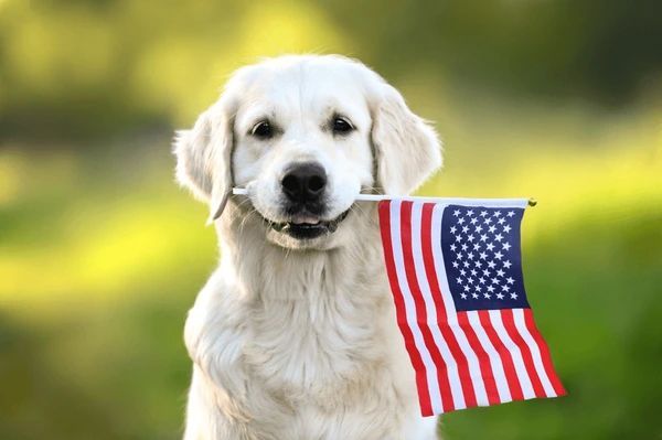 viajar estados unidos mascota