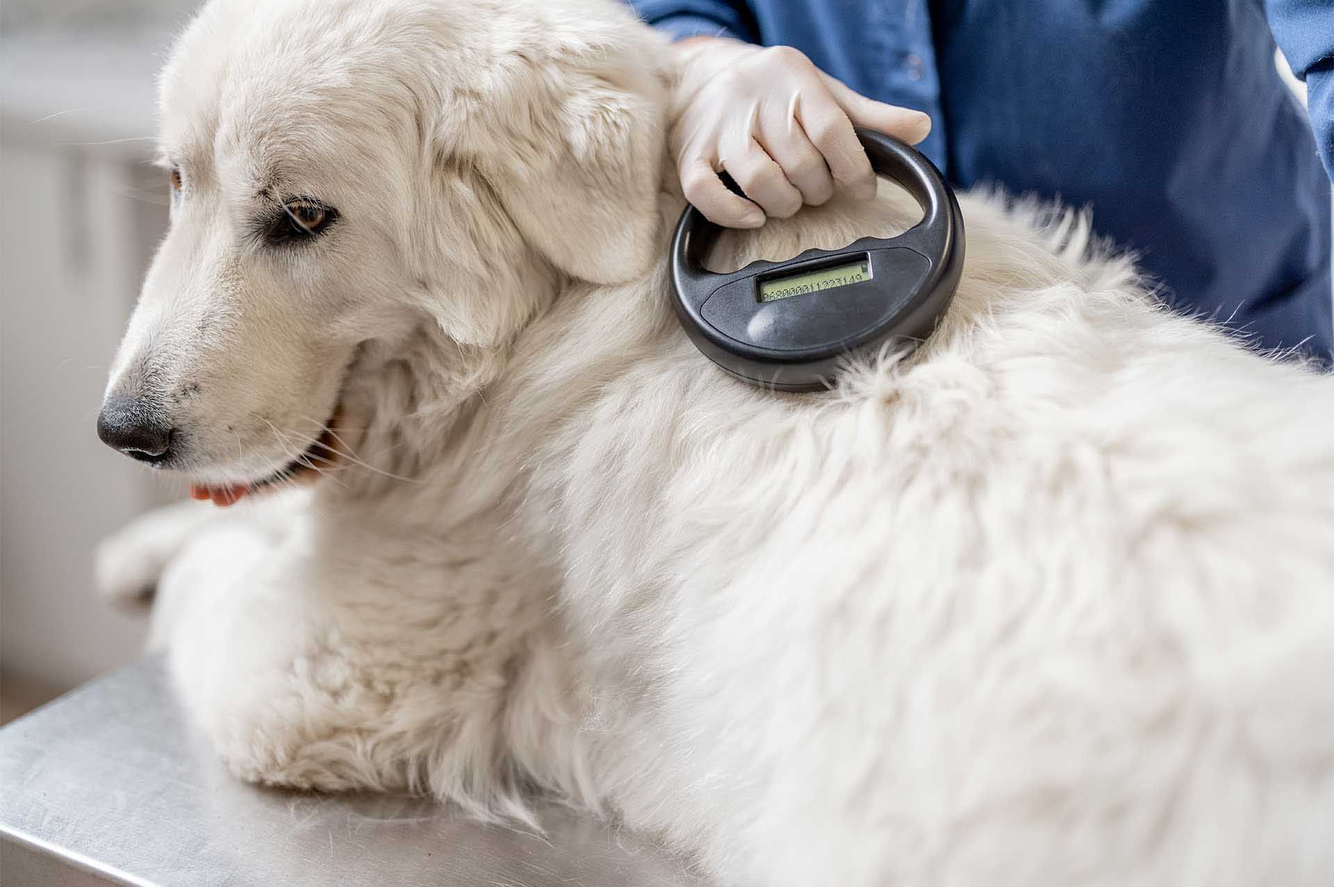 microchip para mascotas