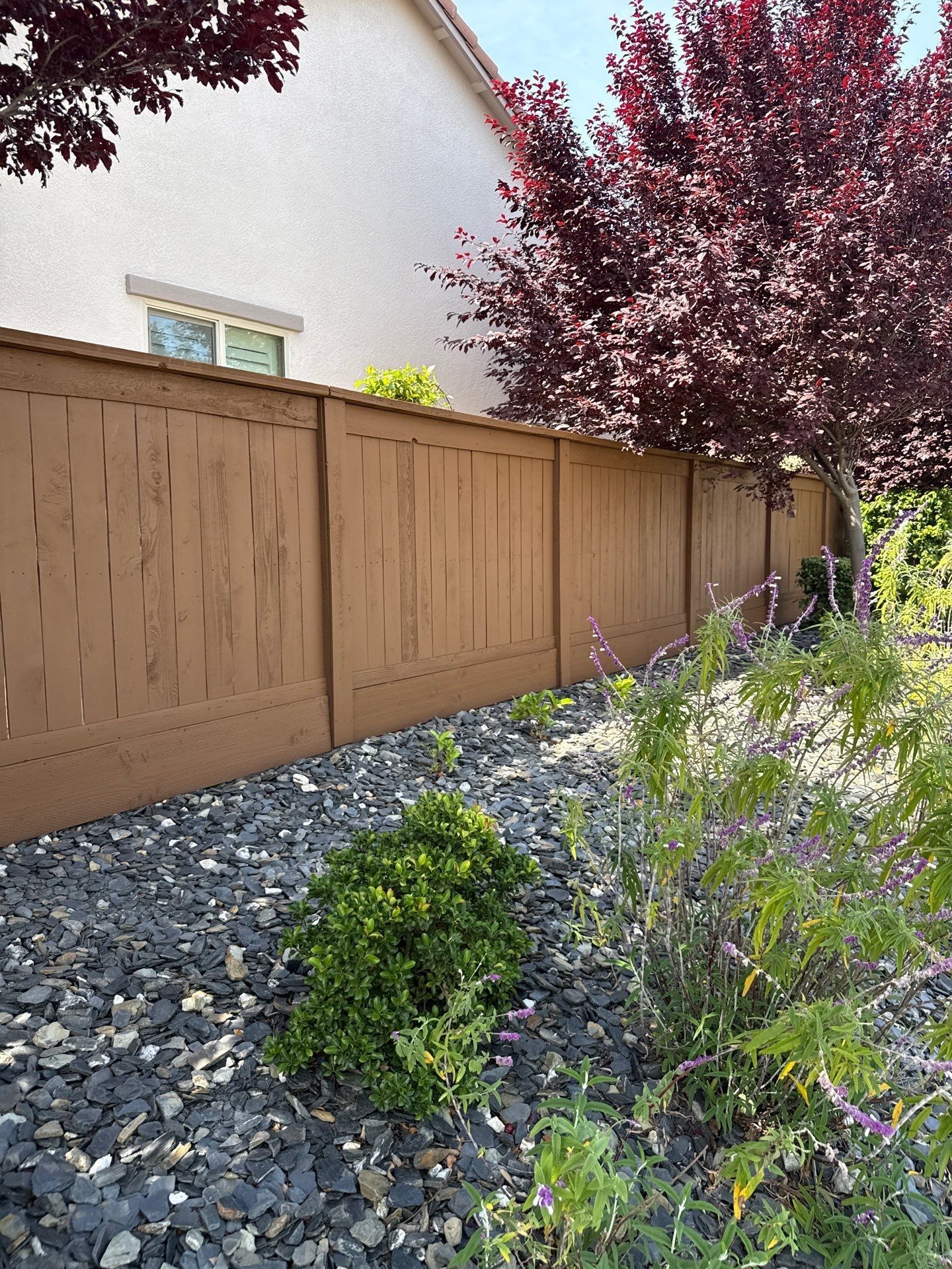 Backyard garden with wooden fence, gravel bed, shrubs, and a purple-leaf tree in sunlight