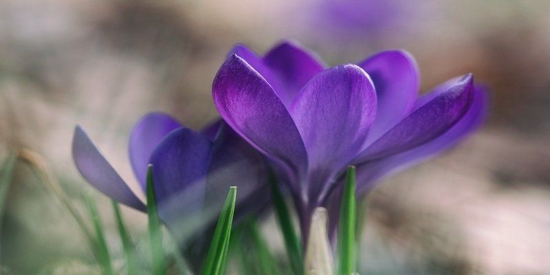 cremation services in Kaysville UT