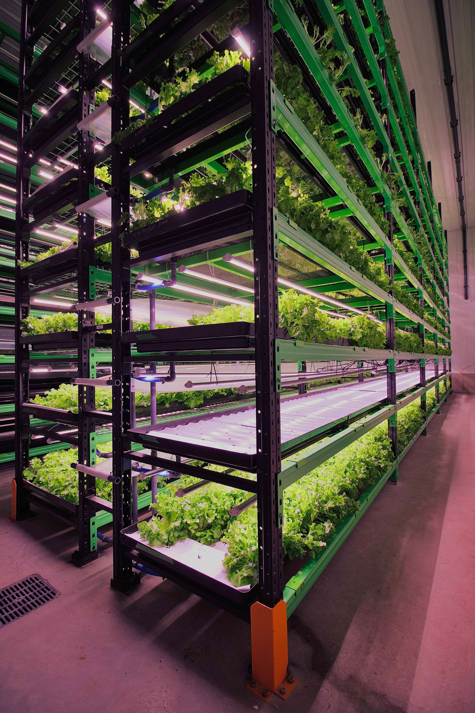 Étagères verticales d'intérieur pour la culture de légumes-feuilles, avec des plateaux étagés éclairés par des lumières LED vives.
