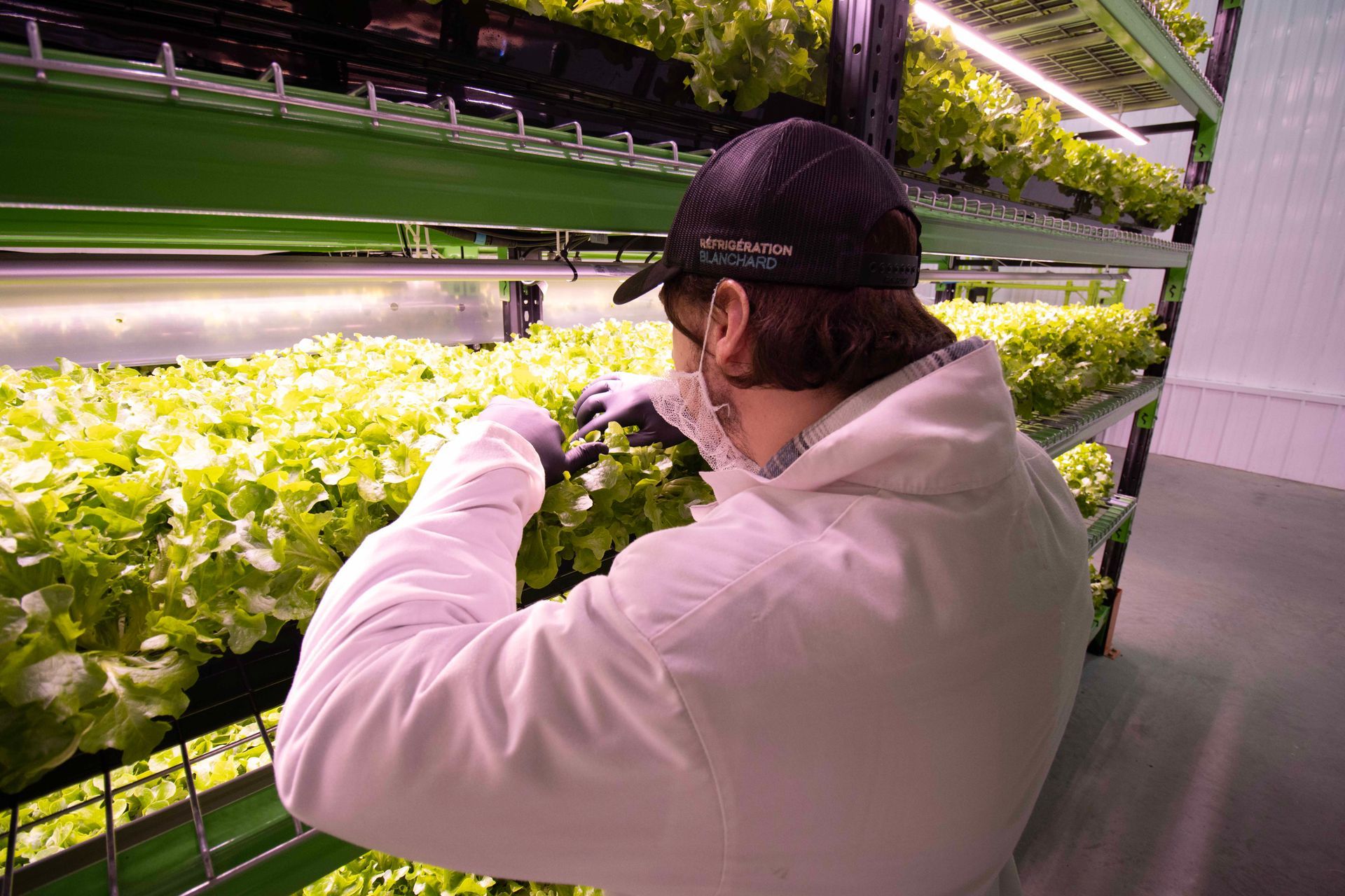 Une personne en blouse blanche et casquette de baseball s'occupe de plantes vertes feuillues disposées sur des étagères verticales empilées dans une ferme intérieure.