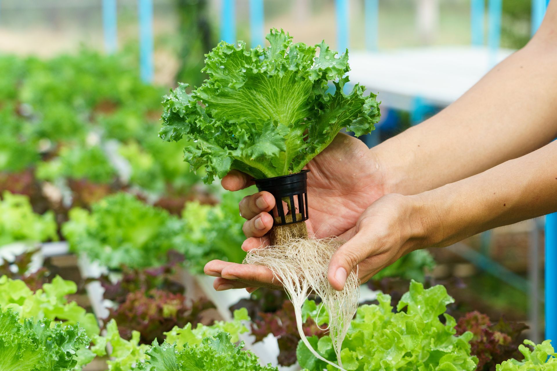 Dans un jardin hydroponique, deux mains tiennent une laitue feuillue dans un pot en filet noir, révélant ses racines saines.