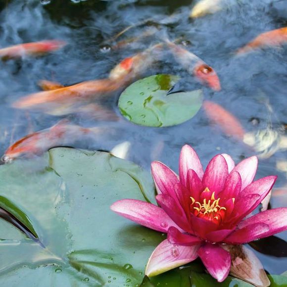 A vibrant pink water lily blooms on a leaf in a pond with several orange koi fish swimming nearby.