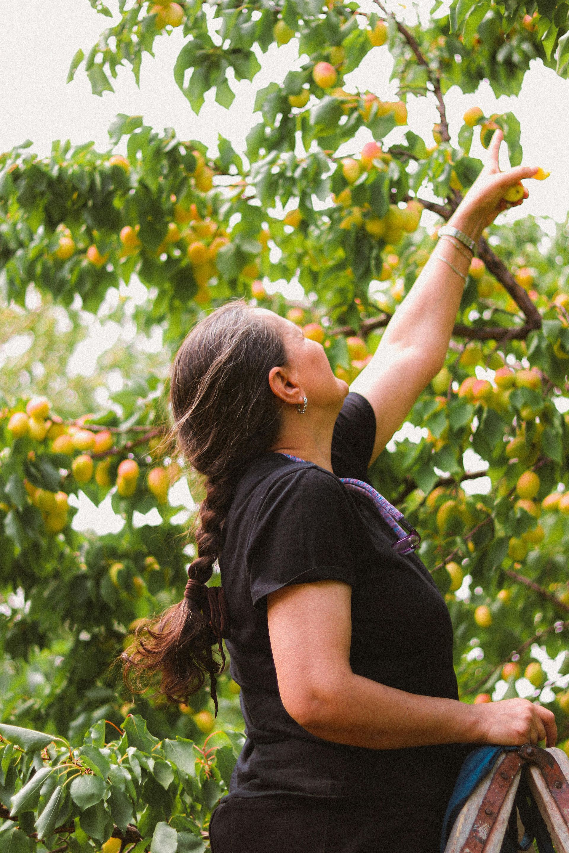 A woman in a black shirt is picking fruit from a tree