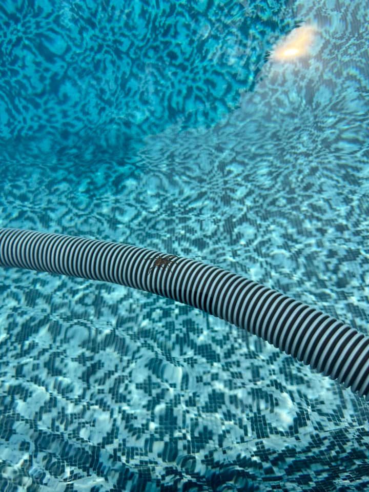 Pool with patterned blue tile, striped hose floating on water.