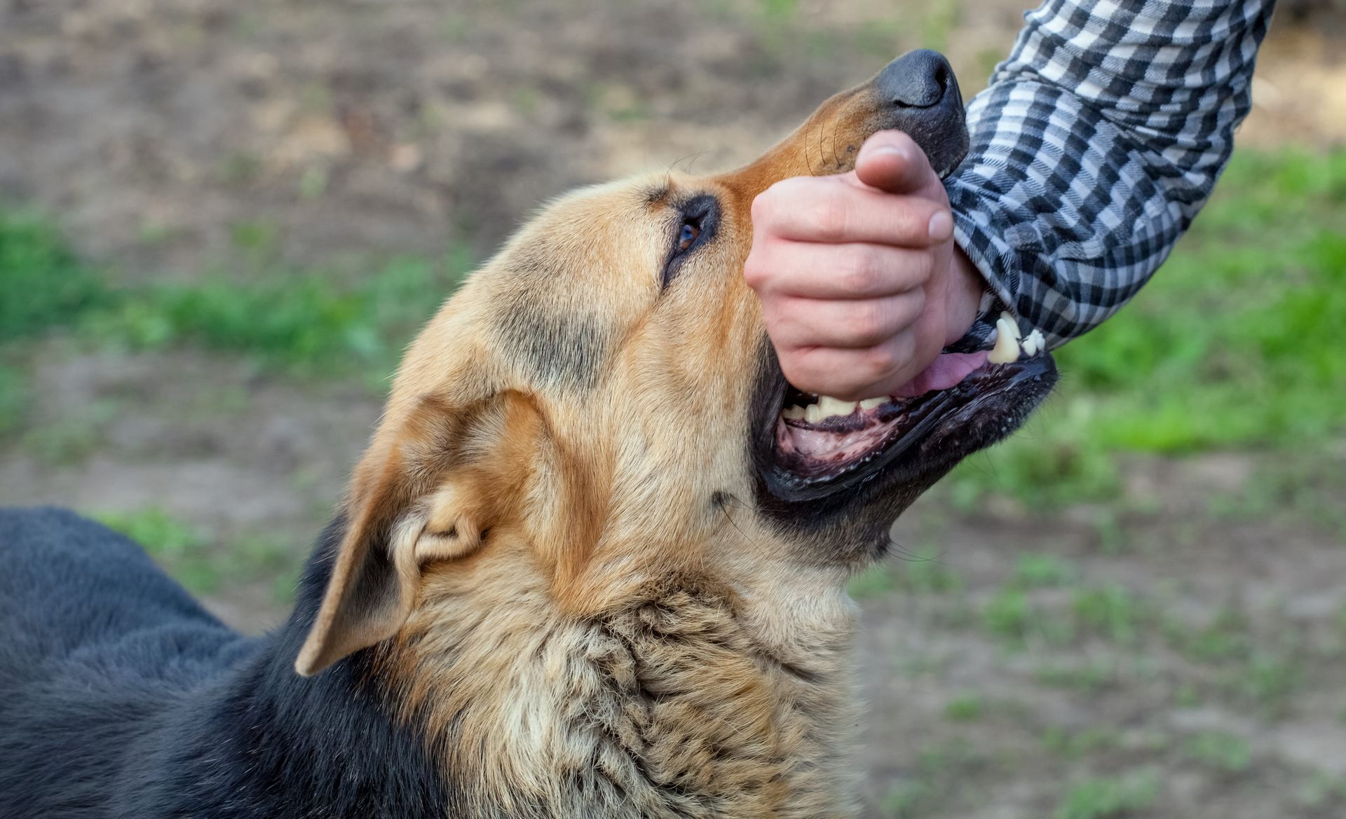 Dog gently nuzzling a person's hand outdoors on a grassy path
