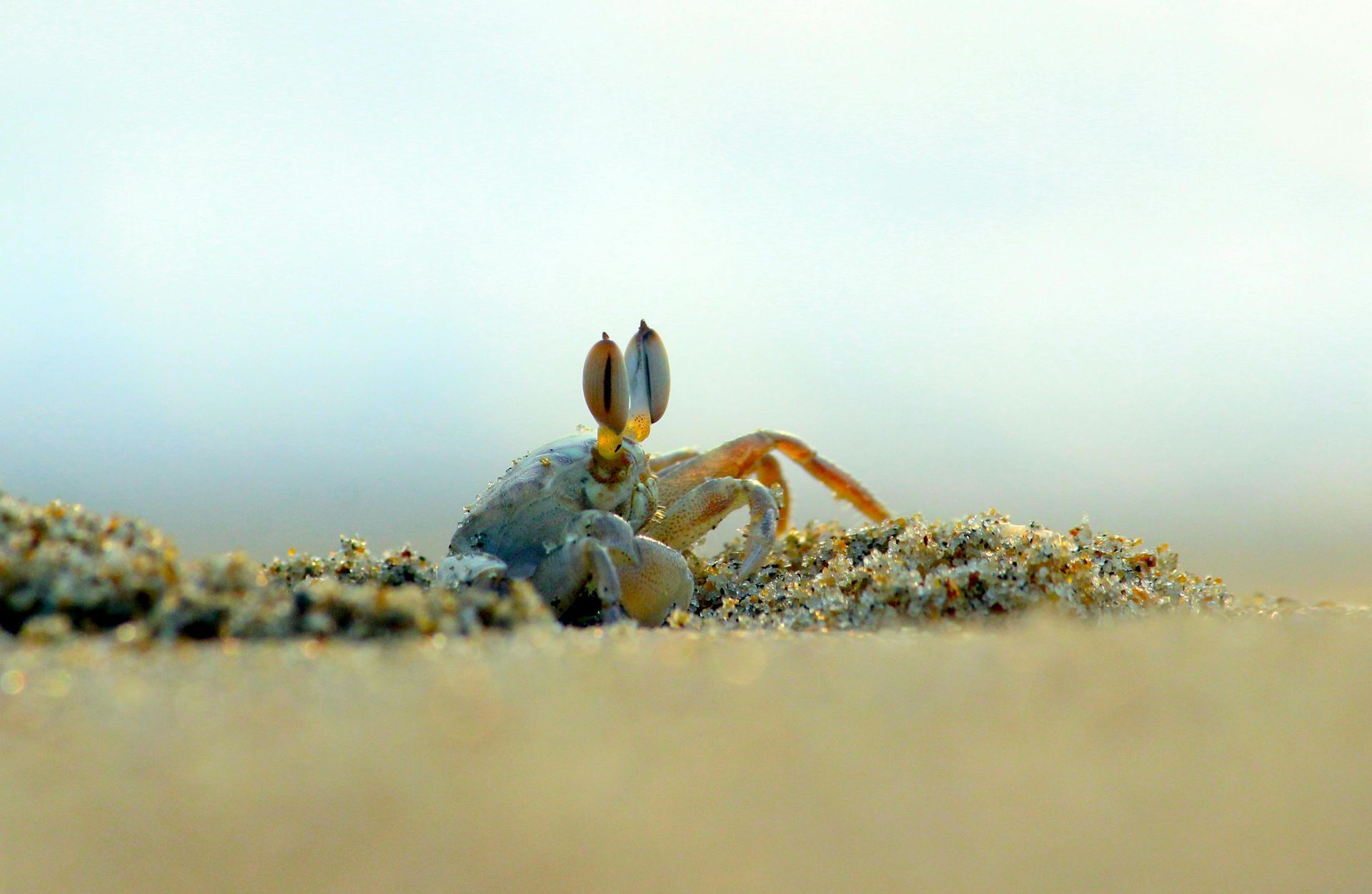 A crab is sitting on top of a pile of sand on a beach.