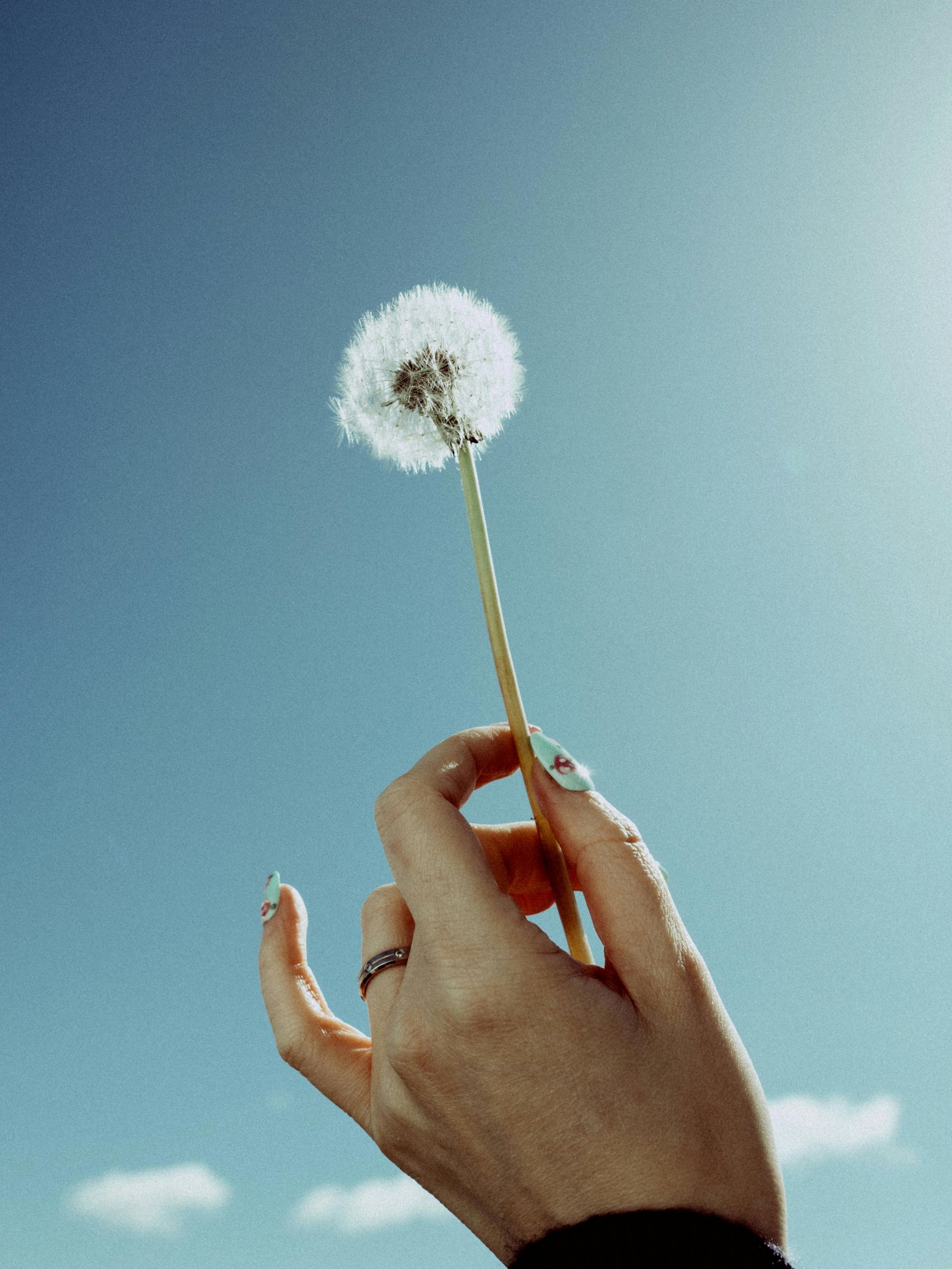 A person is holding a dandelion in their hand against a blue sky