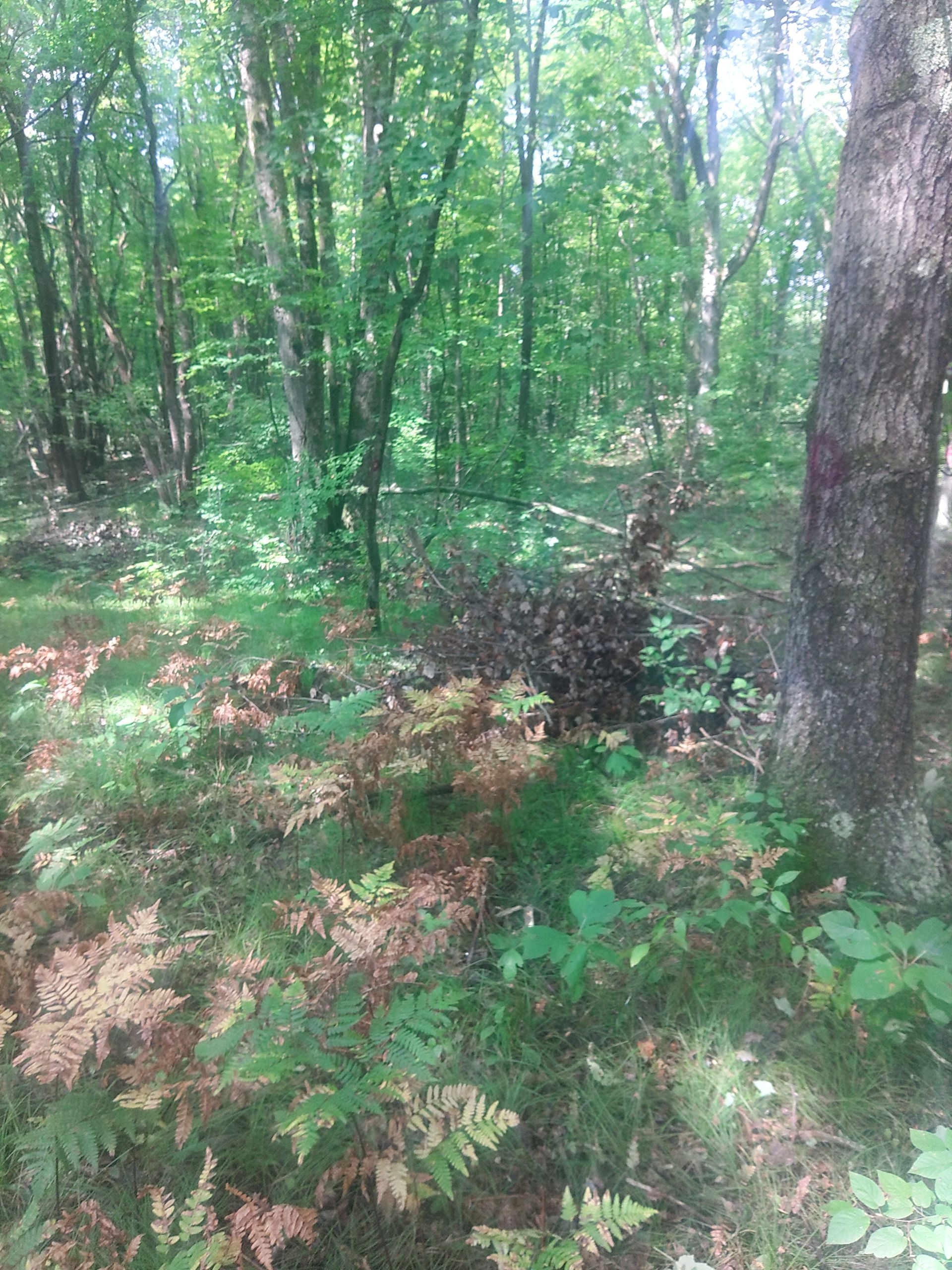 Wooded forest scene with green trees, ferns, and sunlight filtering through the understory