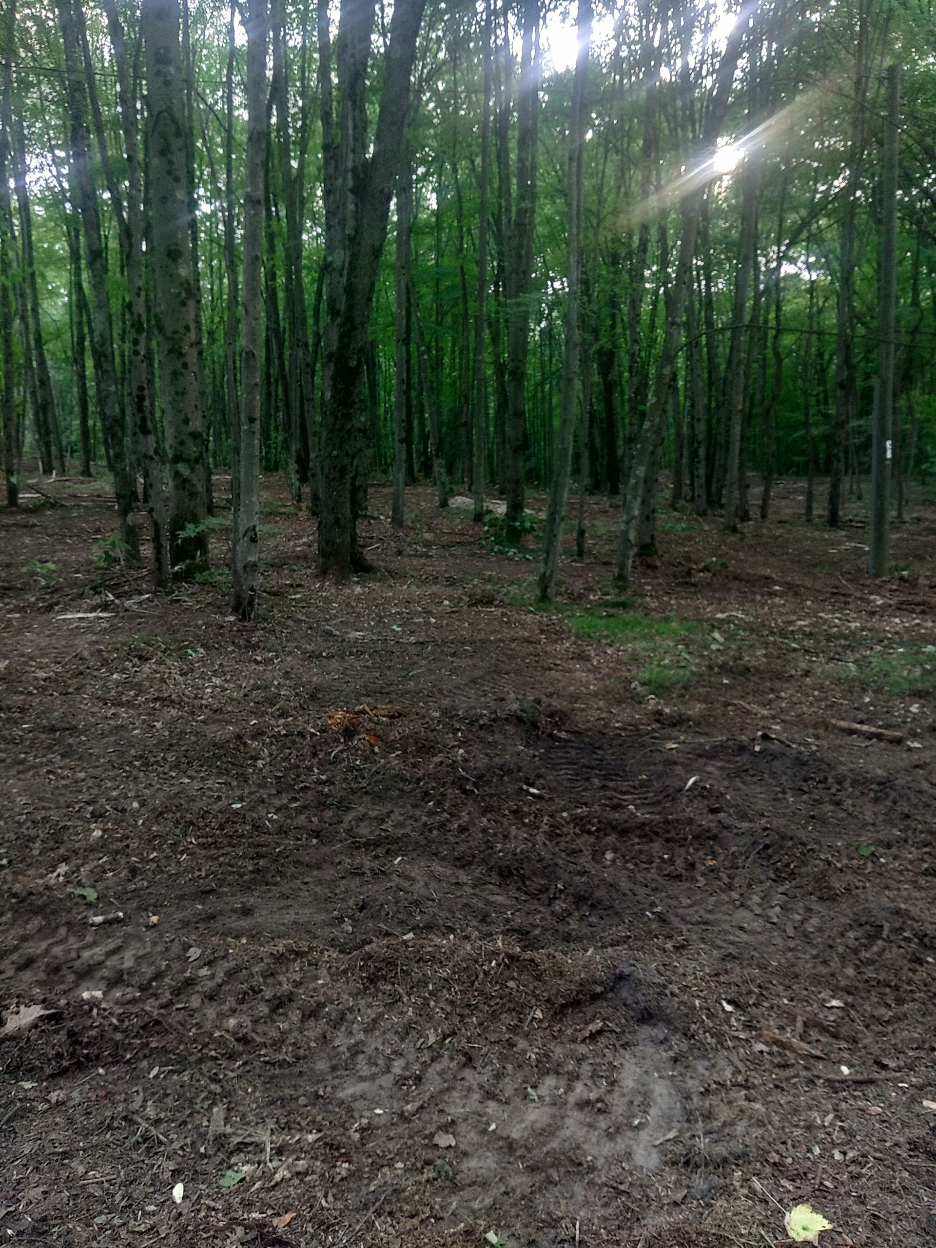 Dense green forest with tall trees and a muddy dirt clearing in the foreground, sunlight filtering through.