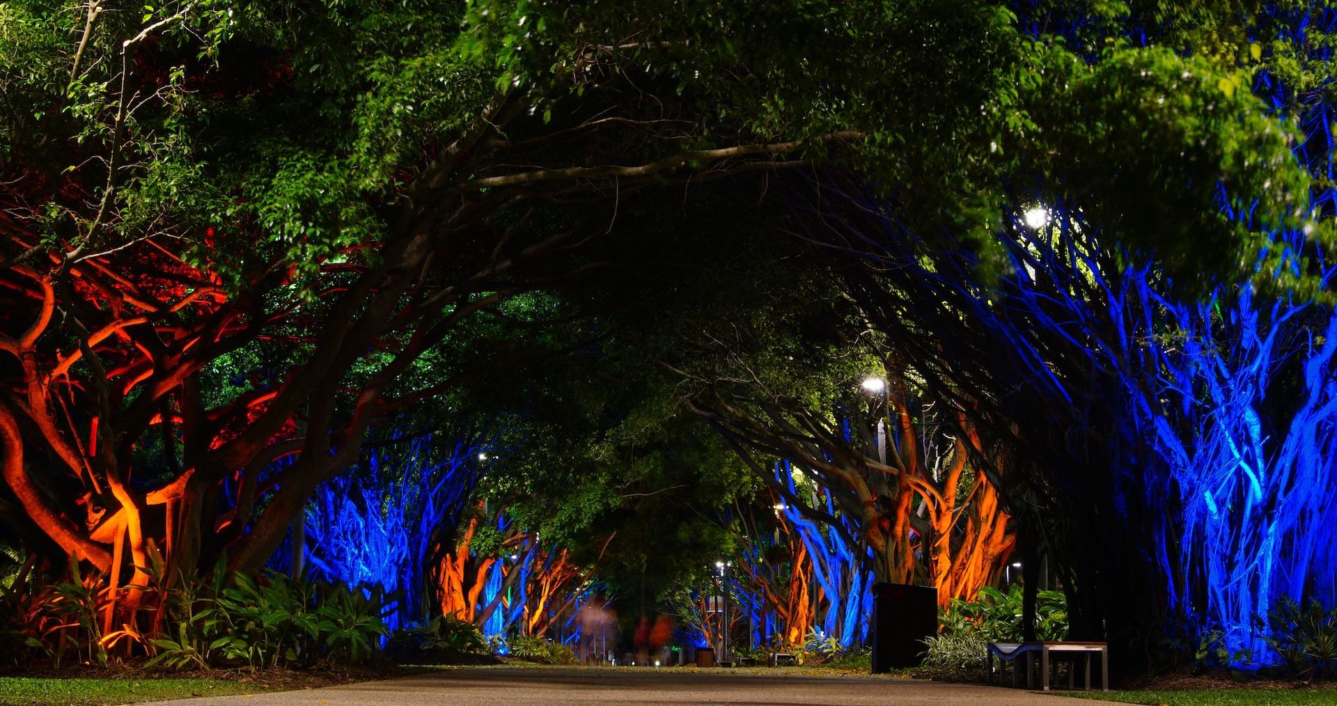Nighttime walkway along Cairns Esplanade with colourful illuminated trees, a scenic tropical path often featured on Cairns walking tours in Queensland, Australia.