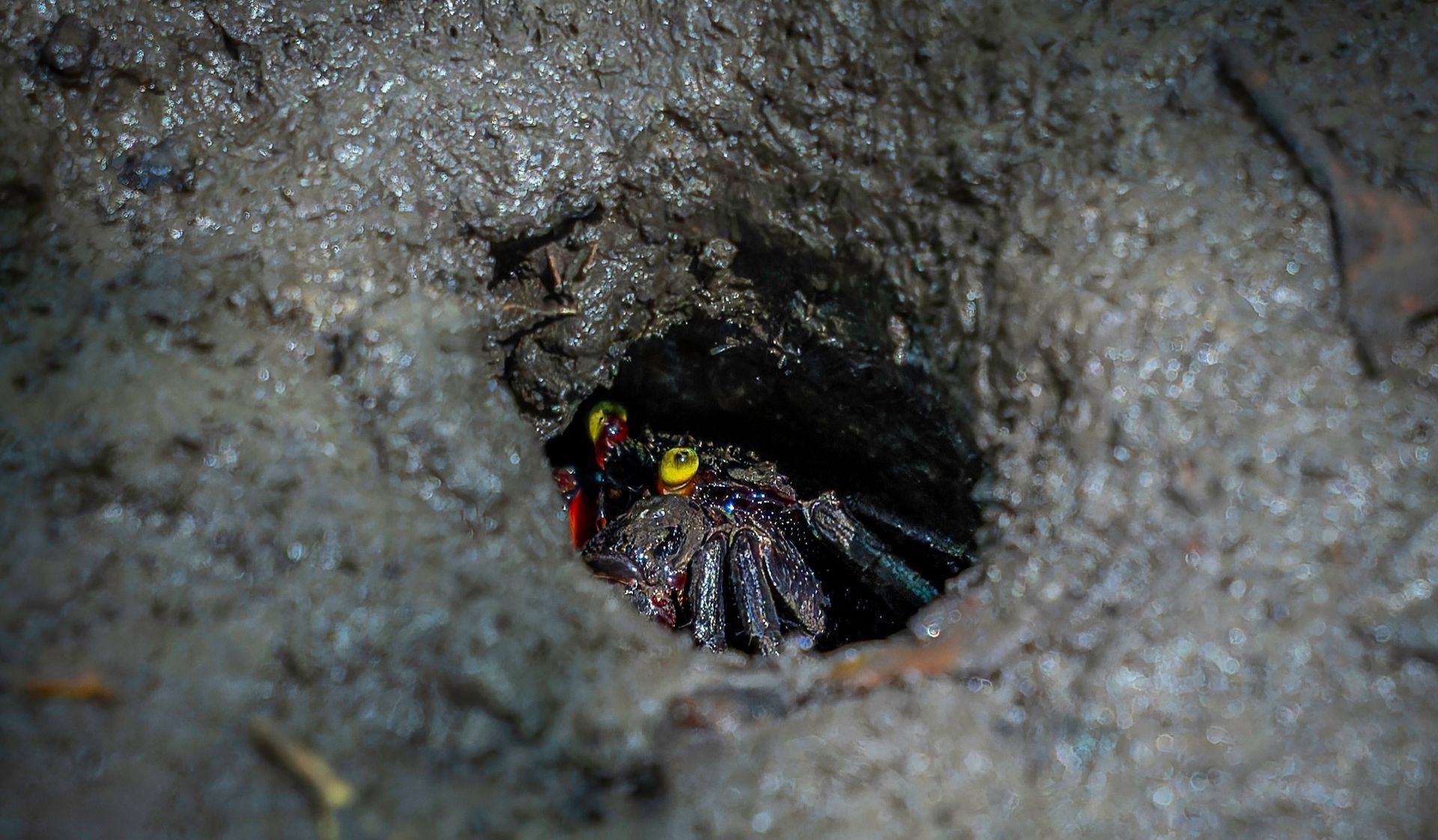 Close-up of a small crab with distinct yellow eyes hiding inside a deep mud burrow along the tidal wetlands at the Jack Barnes Mangrove Boardwalk in Aeroglen, Cairns.