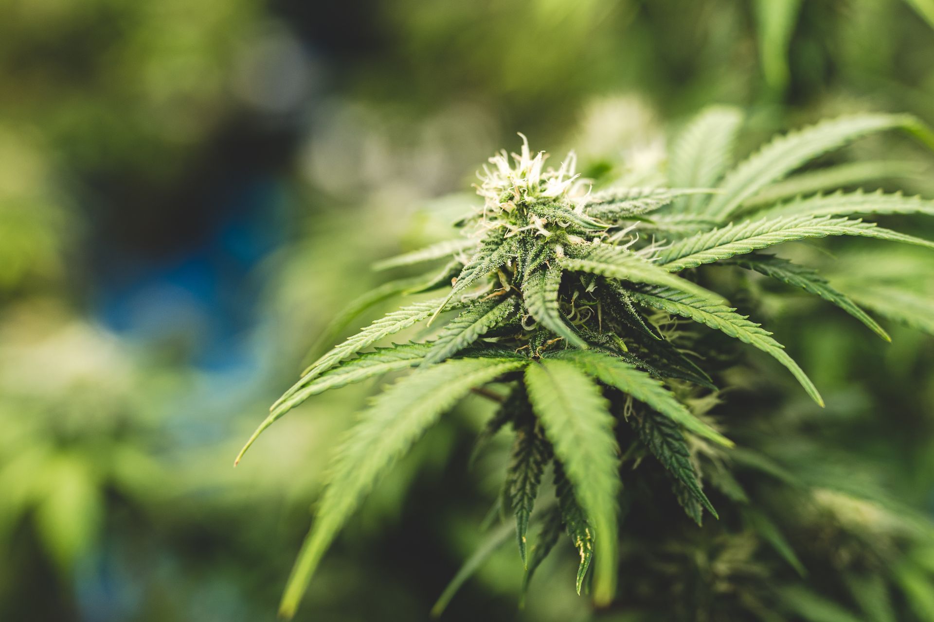 How to Develop a Disaster Recovery Plan for Cannabis Retailers