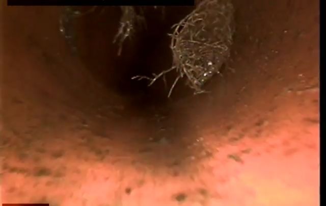 A close up of a drain with a lot of roots coming out of it.
