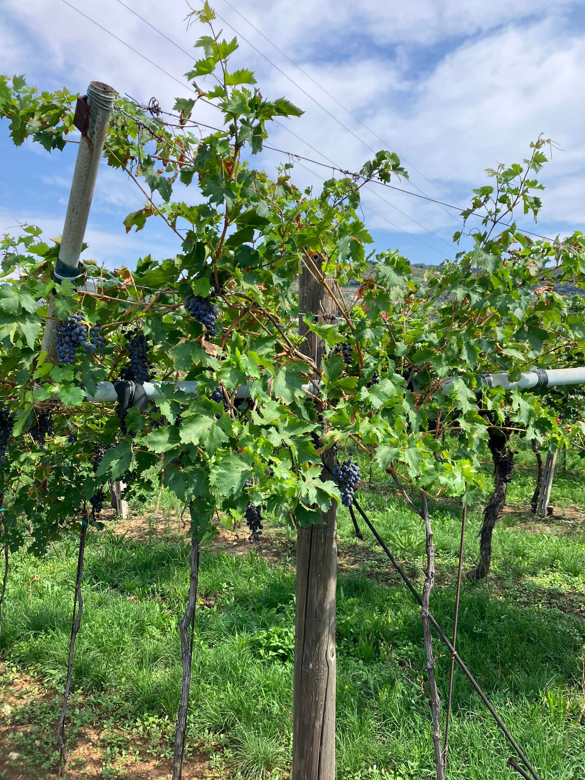 Weinreben im Sommer