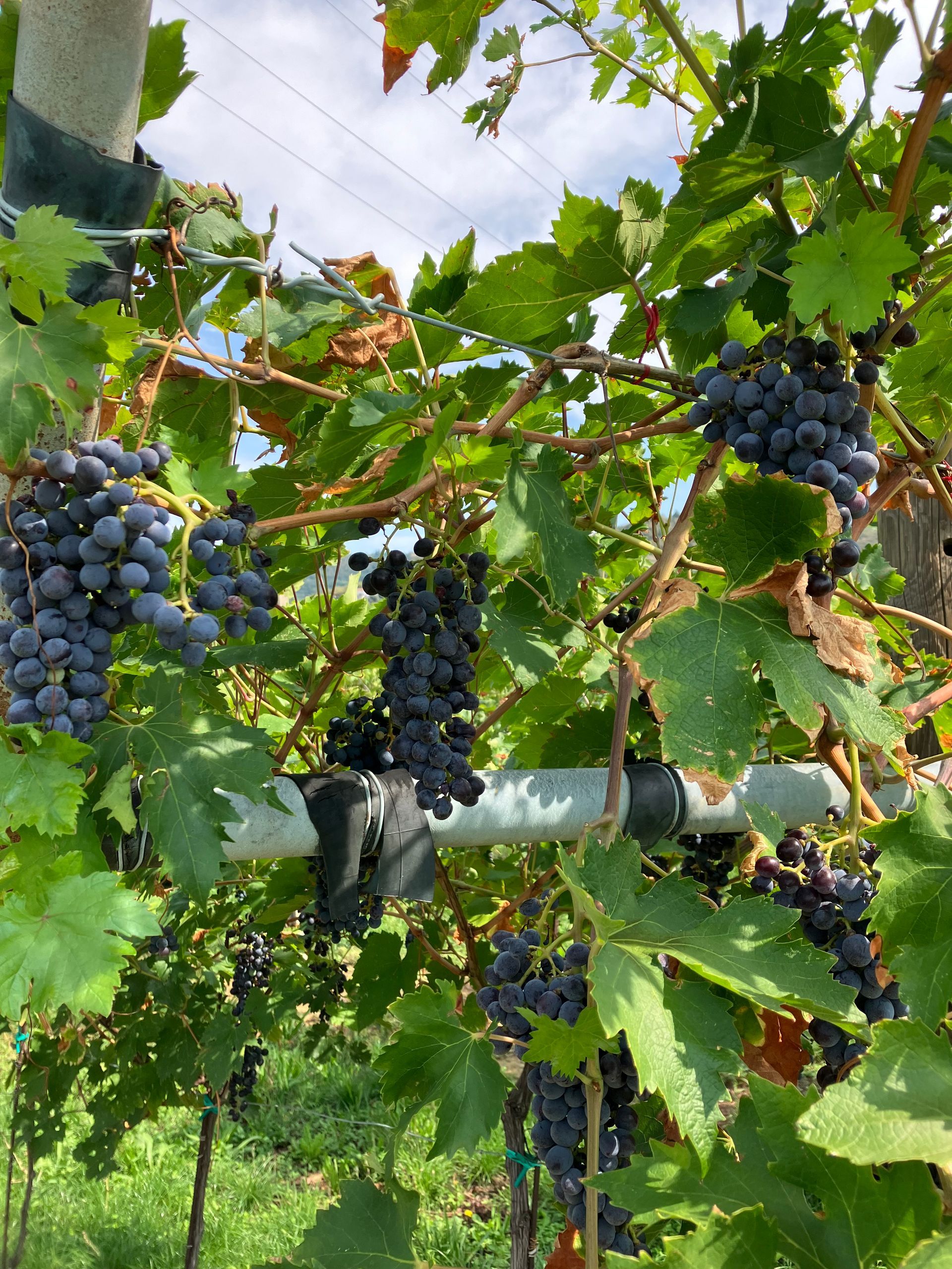Blaue Weinreben