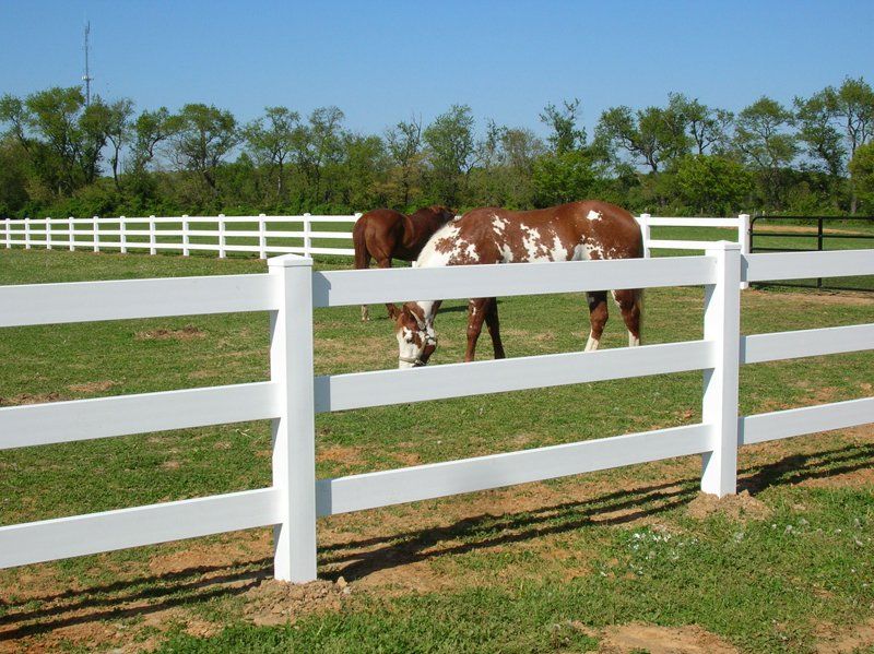 Brown-and-white horse grazing in a fenced pasture on a sunny day