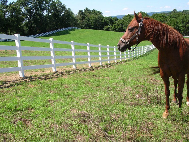 Brown horse standing by a white fence in a green pasture on a sunny day