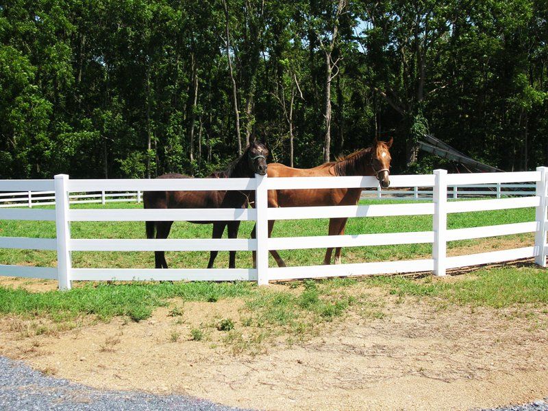 Two horses standing behind a white fence in a green pasture with trees in the background