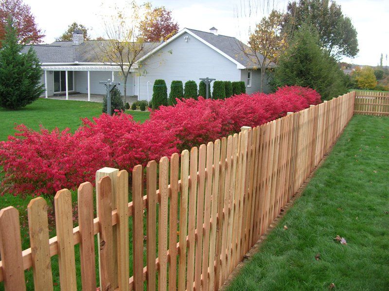 Wooden picket fence beside a red flowering hedge in a suburban yard with a house in the background