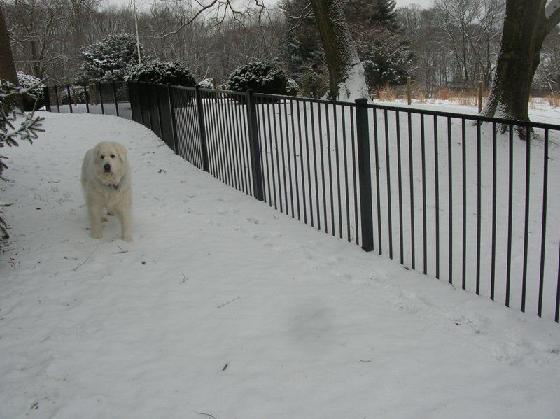 White dog standing on a snowy path beside a black fence in a winter yard