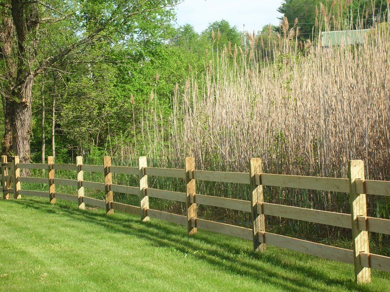 Wooden fence along a grassy yard beside tall reeds and leafy trees in sunlight