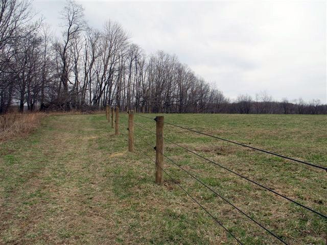 Wooded field with a fence line and bare trees under an overcast sky