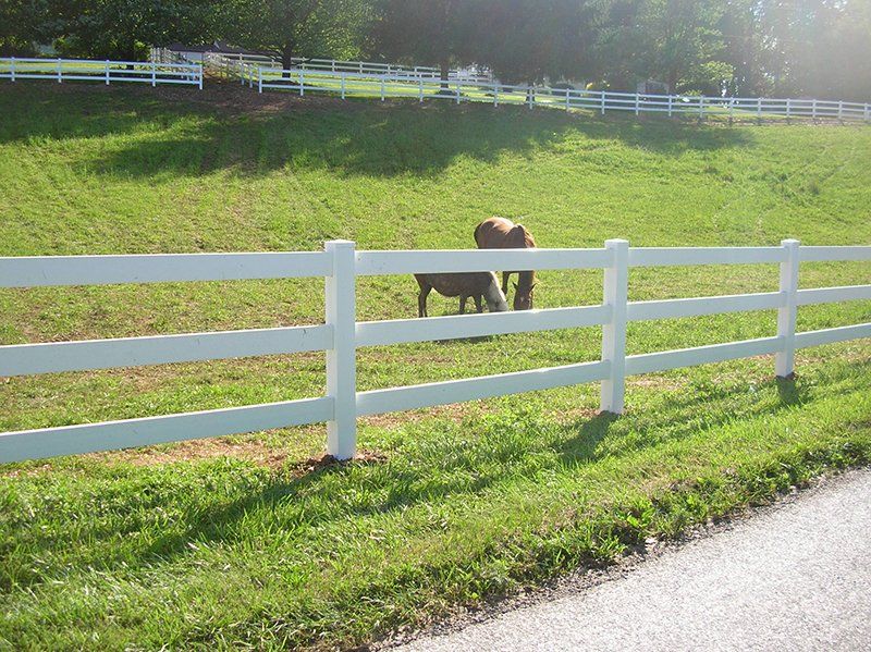 Two horses grazing in a green pasture behind a white fence on a sunny day