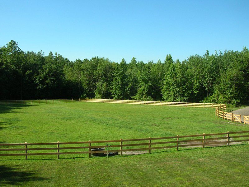 Sunny green field bordered by wooden fence and dense trees under a clear blue sky